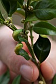 Leaves of common box with spoon deformation in a garden