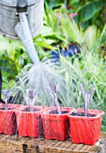 Watering of cuttings in a garden