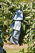 Protection - paper bags over apples on the tree in a garden