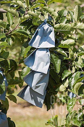 Protection__paper_bags_over_apples_on_the_tree_in_a_garden
