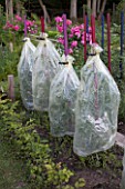 Tomatoes covered with plastic bags in a kitchen garden
