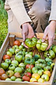 Unripe tomatoes on a tray to get rip in a garden