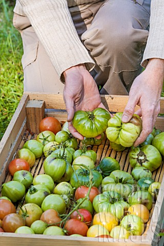 Unripe_tomatoes_on_a_tray_to_get_rip_in_a_garden