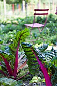 Barrott beets in a kitchen garden