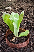 Copper protection of a lettuce in a garden