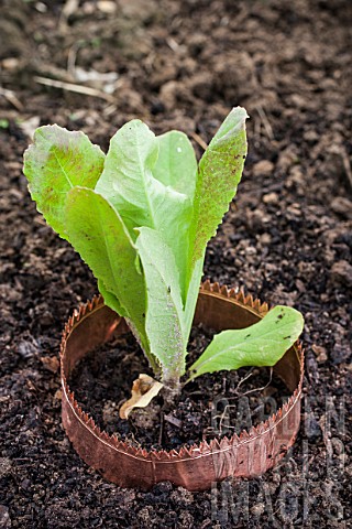 Copper_protection_of_a_lettuce_in_a_garden