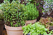 Vegetables and aromatics in pot on a garden terrace