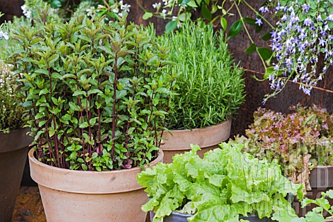 Vegetables_and_aromatics_in_pot_on_a_garden_terrace