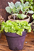 Vegetables and aromatics in pot on a garden terrace