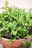 Wild salads in pot on a garden terrace