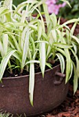 Carex in an old pot in a garden