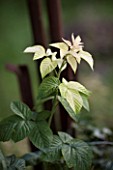 Problem of weed-killer on a raspberry in a garden