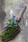 Plantation of violet in a garden