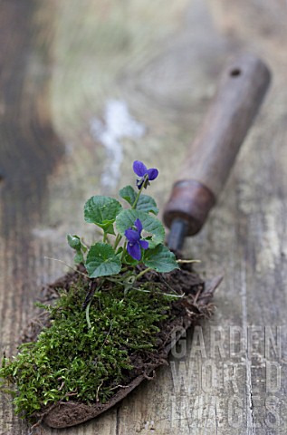 Plantation_of_violet_in_a_garden