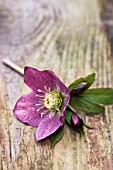 Lenten rose cut on a board