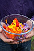 Harvest of edible flowers