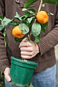 Mandarin tree in the hand of a man