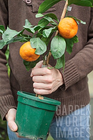Mandarin_tree_in_the_hand_of_a_man