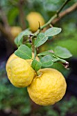 Ichang lemons