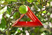 Pheromone trap on apple tree against codling moth