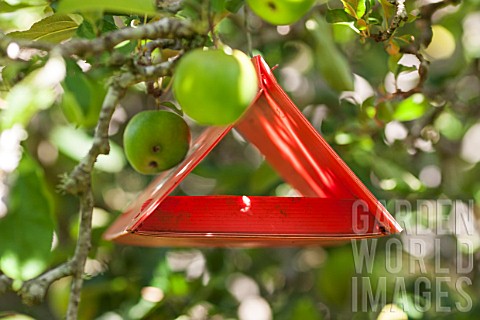 Pheromone_trap_on_apple_tree_against_codling_moth