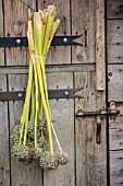 Drying of leek heads in a garden