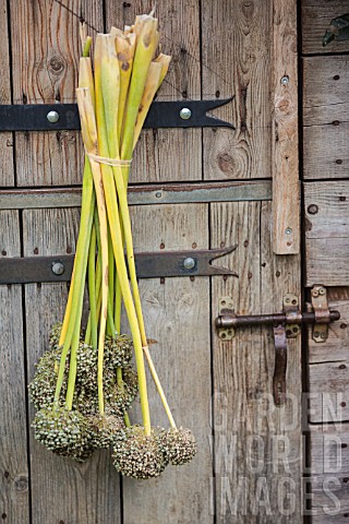 Drying_of_leek_heads_in_a_garden