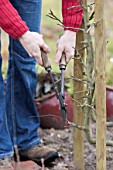 Winter prunning of an apple tree in a garden