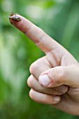 Froglet on the finger of a child