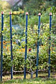 Fan trained Conference pear tree in a garden