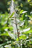 Community of bird-cherry ermine (Yponomeuta evonymella) on spindle tree