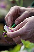 Hybrid manual pollination of Helleborus in a garden