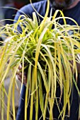 Man holding a carex Everillo in a garden