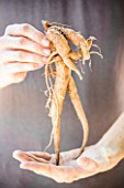 Hands holding a mandrake root