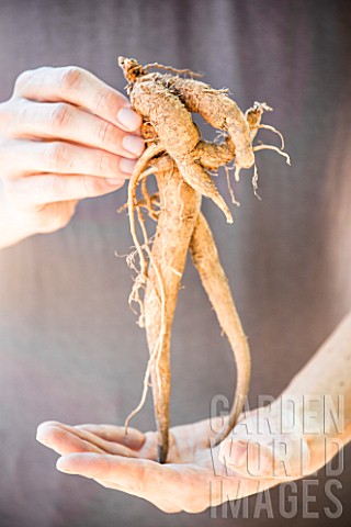 Hands_holding_a_mandrake_root
