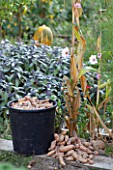 Harvest of potatoes Corne de Gatte in a garden