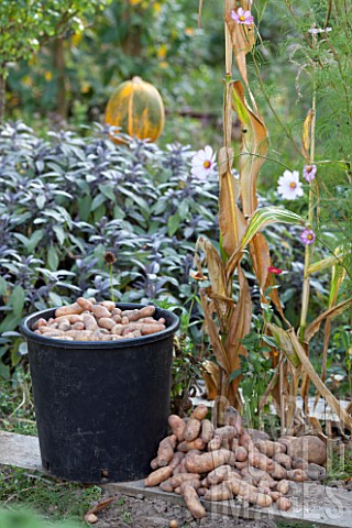 Harvest_of_potatoes_Corne_de_Gatte_in_a_garden