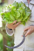 Harvest of lettuce Maravilla di Verano in a garden