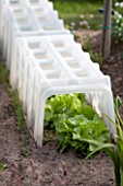 Lettuces under a hard plastic tunnel in a garden