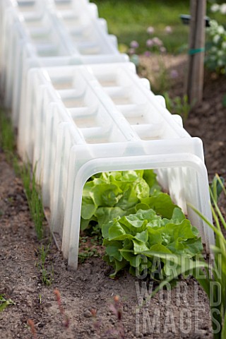Lettuces_under_a_hard_plastic_tunnel_in_a_garden