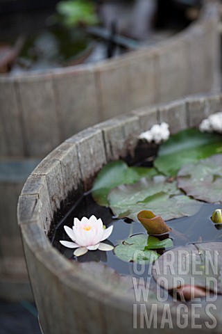 Water_lilies_in_bloom_in_a_little_garden_pond