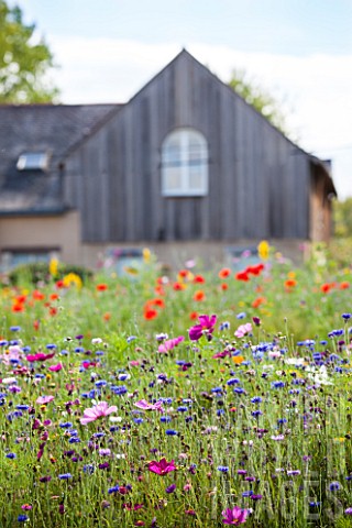 Flowered_meadow_in_front_of_a_barn