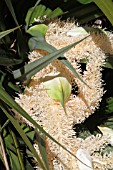 Pandanus sylvestris inflorescence - Mascarin garden Reunion