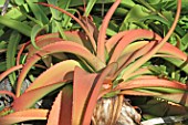 Aloe arborescens tree - Mascarin garden Reunion