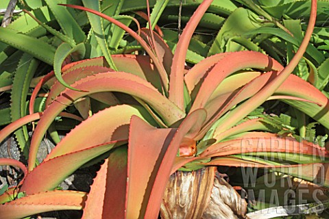 Aloe_arborescens_tree__Mascarin_garden_Reunion