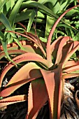 Aloe arborescens tree - Mascarin garden Reunion