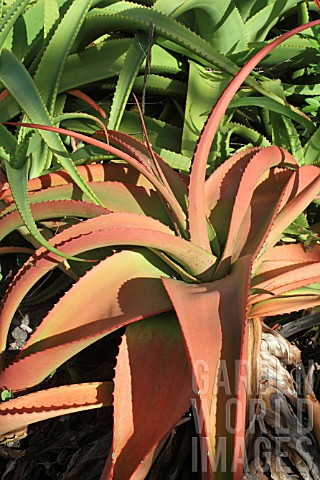 Aloe_arborescens_tree__Mascarin_garden_Reunion