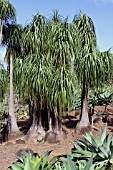 Nolina recurvata - Mascarin Garden Reunion