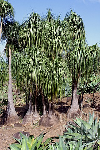 Nolina_recurvata__Mascarin_Garden_Reunion