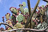 Opuntia compressa - Mascarin Garden Reunion